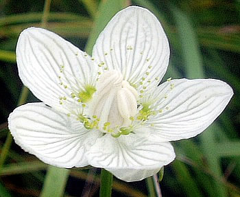 Цветок белозора болотного