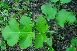 Молодые листья борщевика сибирского