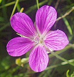 Цветок герани болотной