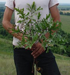 Катран татарский. Однолетнее растение. (100 Кб).