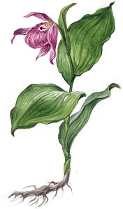 Венерин башмачок крупноцветковый