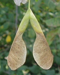 Плод-двукрылатка клена ясенелистного (90 Кб)