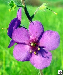 Цветок коровяка фиолетового (Увеличить 70 Кб)