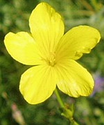 Цветок льна желтого