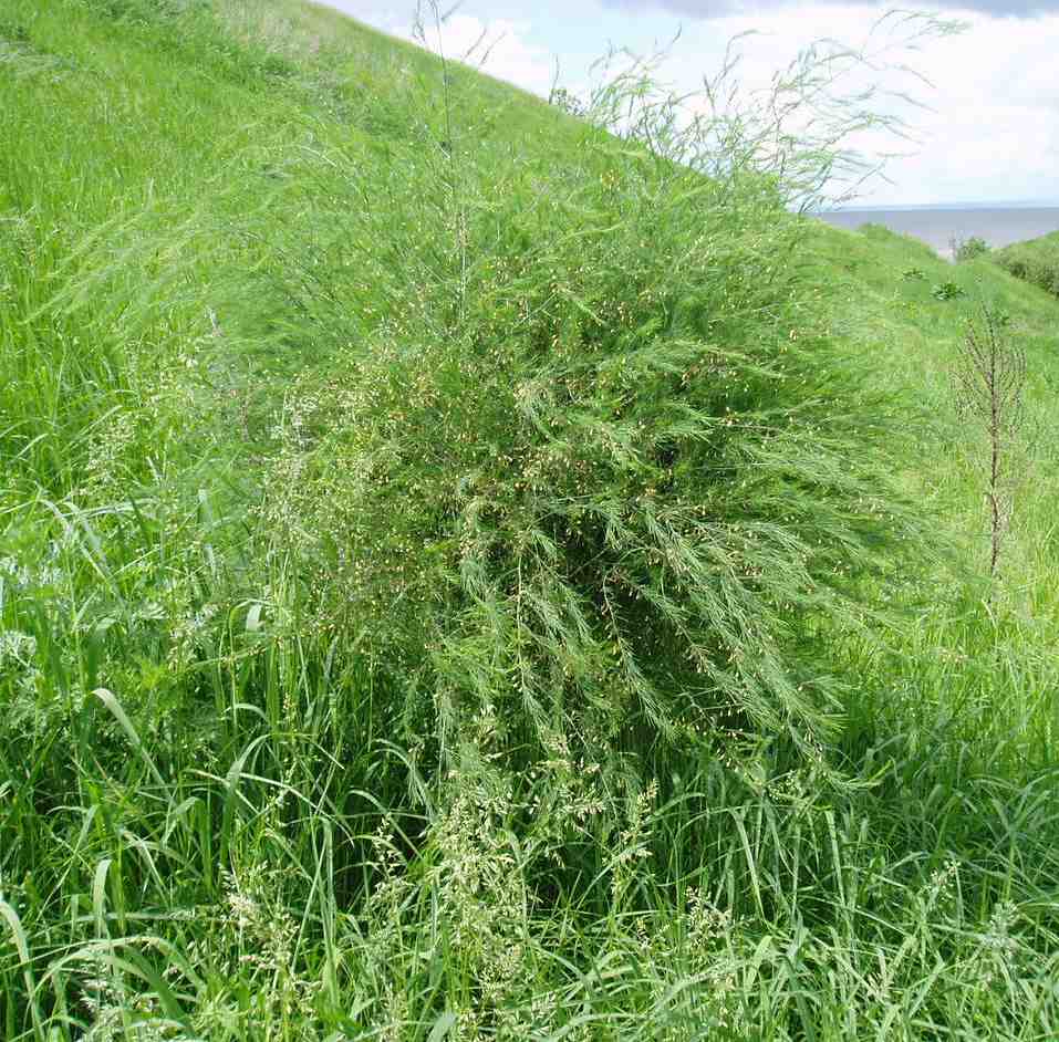 Спаржа - Asparagus. Флора Ульяновской области.