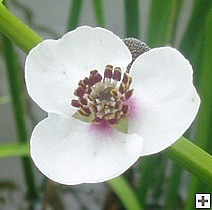 Цветы стрелолиста (Увеличить 80 Кб)