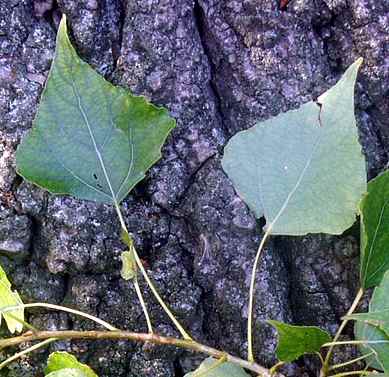 Листья тополя черного или Осокоря.